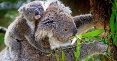 Koala Animals Mammals Australian Grey Furs Furry