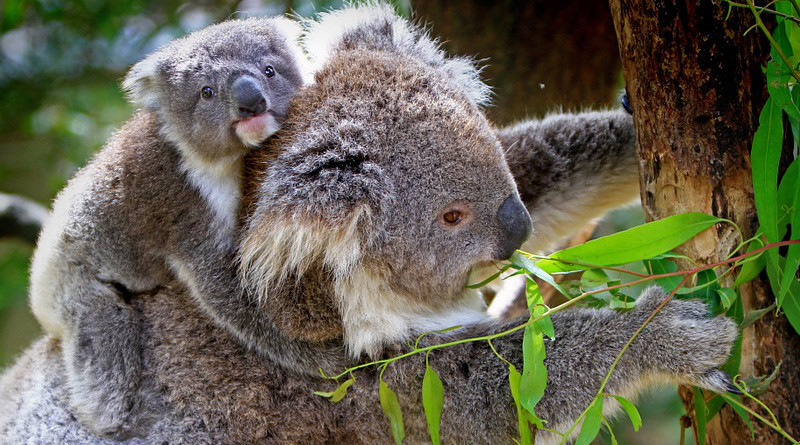 Koala Animals Mammals Australian Grey Furs Furry
