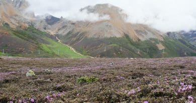 Rhododendron nivale subsp. boreale Shrubland in the Qinghai- Tibet Plateau (QTP), Himalaya, and Hengduan Mountains (THH). CREDIT: Image by Ding Wenna
