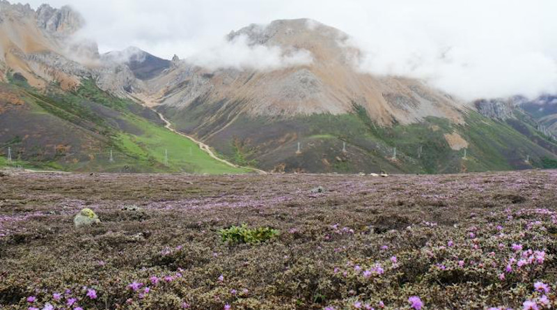 Rhododendron nivale subsp. boreale Shrubland in the Qinghai- Tibet Plateau (QTP), Himalaya, and Hengduan Mountains (THH). CREDIT: Image by Ding Wenna