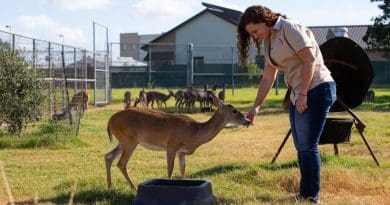 Dr. Jamie Benn Felix, along with a team of Texas A&M researchers, is working to develop an anthrax vaccine that could be delivered orally to deer and wildlife. CREDIT: Texas A&M University College of Veterinary Medicine & Biomedical Sciences