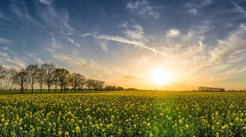 Oilseed Rape Field Of Rapeseeds Sunset Landscape