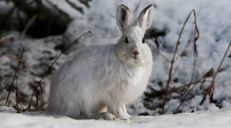 Rabbit Hare Snowshoe Bunny Wildlife Nature Cute