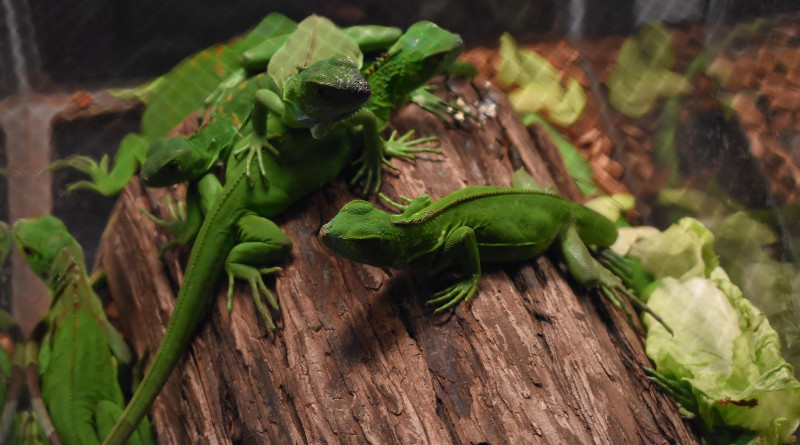 Juvenile green iguana for sale at Repticon Trading Convention 2018 in Palm Springs, Florida. CREDIT: Adam Toomes