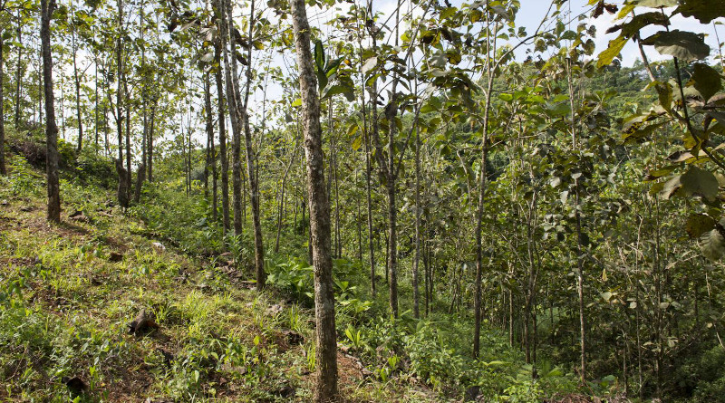 Teak (Tectona grandis) plantation at the Agua Salud Project. CREDIT: Jorge Alemán, STRI