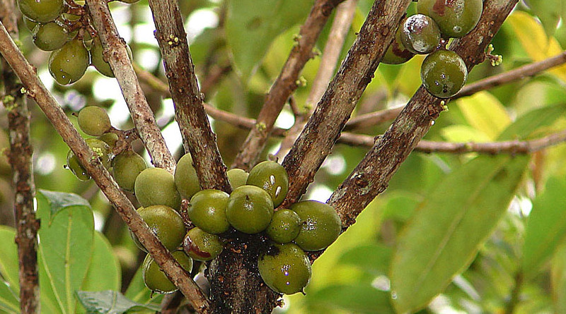 Pittosporum resiniferum, the Kerosene Fruit or Petroleum Nut. Photo Credit: Dick Culbert, Wikipedia Commons