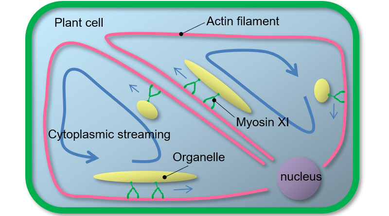 Cytoplasmic streaming in plant cells In the plant cell, actin filaments, which are cytoskeletal proteins, are stretched around. Plant myosin XI bound to organelles moves directionally on these actin filaments, resulting in active intracellular transport called cytoplasmic streaming. Myosin XI bound to organelle moves on actin filaments as if it was walking by alternating two motor domains. © Motoki Tominaga