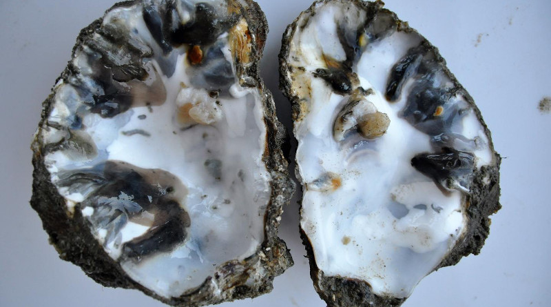 Mud blisters caused by Polydora websteri. CREDIT: Dagmar Lackschewitz