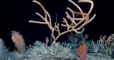 A diverse, dense coral community was present throughout the dive at Debussy Seamount. Several colonies were very large, indicating a stable environment for many years. CREDIT: NOAA OER