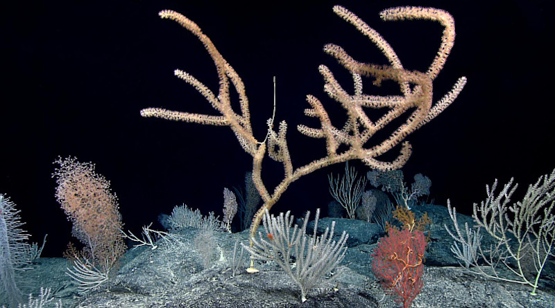 A diverse, dense coral community was present throughout the dive at Debussy Seamount. Several colonies were very large, indicating a stable environment for many years. CREDIT: NOAA OER