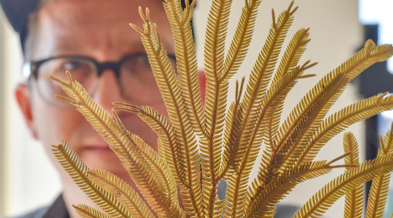 University of Vermont fern expert Michael Sundue collected this Selaginella on the tropical island of New Guinea--and brought it back to study in Vermont. He's a co-authors on a new study in the journal Nature revealing the staggering diversity of plant life on this tropical island. CREDIT: Joshua Brown/UVM