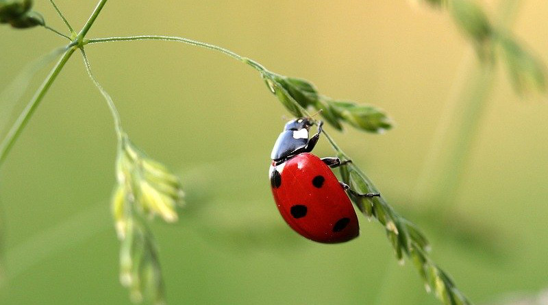 Ladybug Beetle Coccinellidae Insect Nature Red