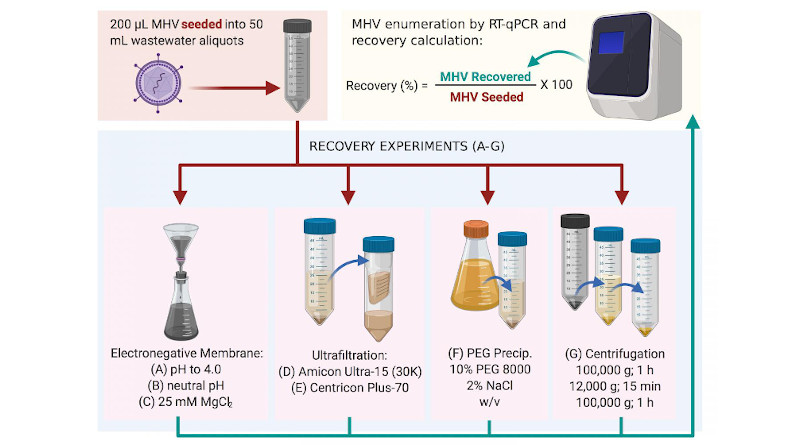 Methods used to recover MHV in this study. The most successful was method (C), followed by method (B) (Warish Ahmed et al., Science of The Total Environment, June 5, 2020). CREDIT: Warish Ahmed et al., Science of The Total Environment, June 5, 2020
