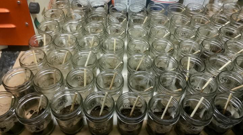 These laboratory-constructed soil samples contain various concentrations of petroleum hydrocarbons. Credit: David Weindorf