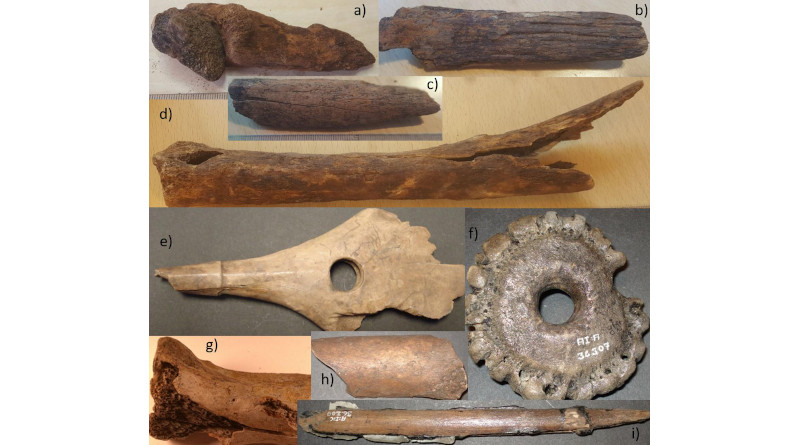 Organic bone preservation at Ageröd. a-d bones from 2019; e-i from old excavations. a) astragalus and calcaneus from wild boar found articulated in the transition between white cultural layer and lower peat in trench 205, likely deposited in wet conditions with tendons and ligament still connected, weathering category 8. b) metatarsal from aurochs found in white cultural layer in trench 217, weathering category 6. c) radius diaphysis from elk found in white cultural layer in trench 201, one of the best-preserved bone fragments from the 2019 excavation, weathering category 3. d) tibia from red deer found in white cultural layer of trench 205, weathering category 7. e) drilled and ornated cervid antler from the 1940s, weathering category3. f) "net sinker" made from burr of red deer antler, from the 1940s excavation, weathering category 2. g) scapula from red deer found in the white layer in the 1970s, weathering category 3. h) femur diaphysis from aurochs from the 1940s, weathering category 2. i) slotted bone point from the 1940s, in mint condition with resin and inserted microliths. All photos realised for this publication by the authors (OM and AB). CREDIT: Boethius et al (2020)--PLOS ONE, CC BY 4.0