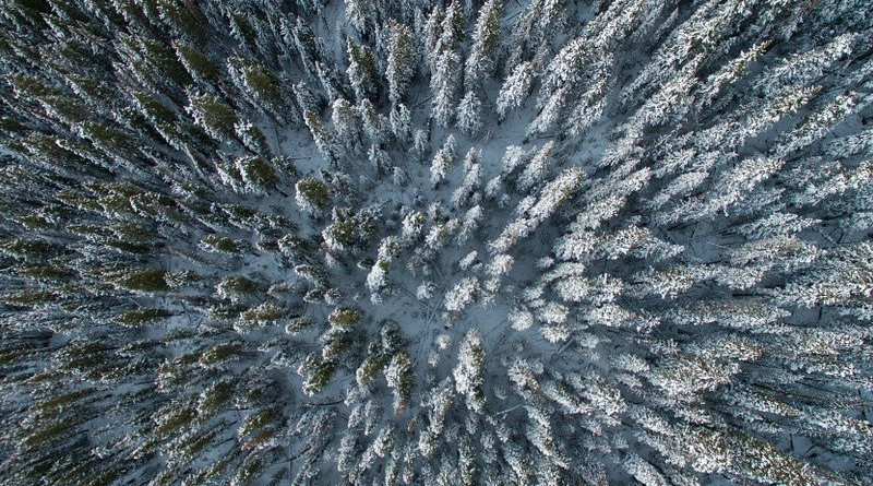 Arctic Trees Forest Conifers Landscape Tundra