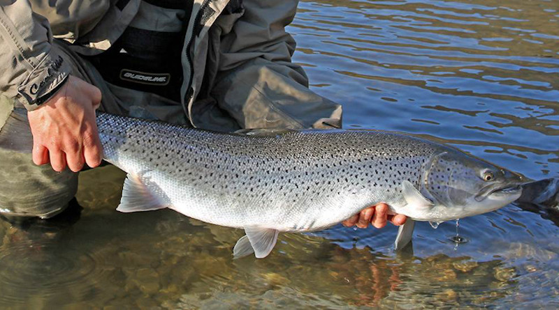 Researchers in Norway will be checking large numbers of trout to figure out what factors are the greatest disrupters of the wild fish. With this information, researchers might be able take action to help increase the sea trout population again. Photo: Sindre Håvardstein Eldøy / NTNU