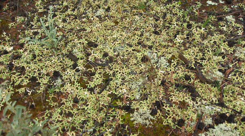 A diverse biocrust community in western New South Wales. CREDIT: David Eldridge