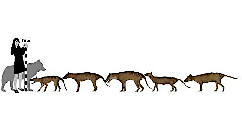 The thylacine, that famous extinct Australian icon colloquially known as the Tasmanian Tiger, is revealed to have been only about half as big as once thought - not a "big" bad wolf after all. CREDIT: Douglass Rovinsky