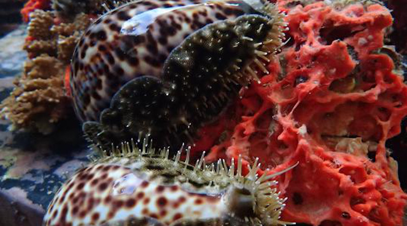 Hawaiian tiger cowries feeding on the Orange keyhole sponge (Mycale grandis) CREDIT: Leon Weaver