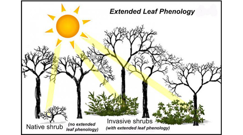 Extended leaf phenology becomes apparent at the ends of the growing season -- in early spring and late fall -- when most native woody species have lost their foliage CREDIT: Erynn Maynard-Bean, Penn State
