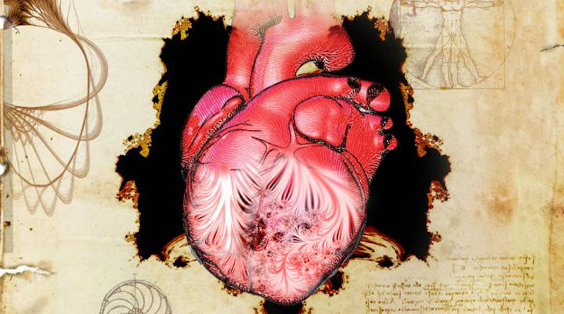 The heart and its trabeculae, first described by Leonardo da Vinci. CREDIT: Spencer Phillips