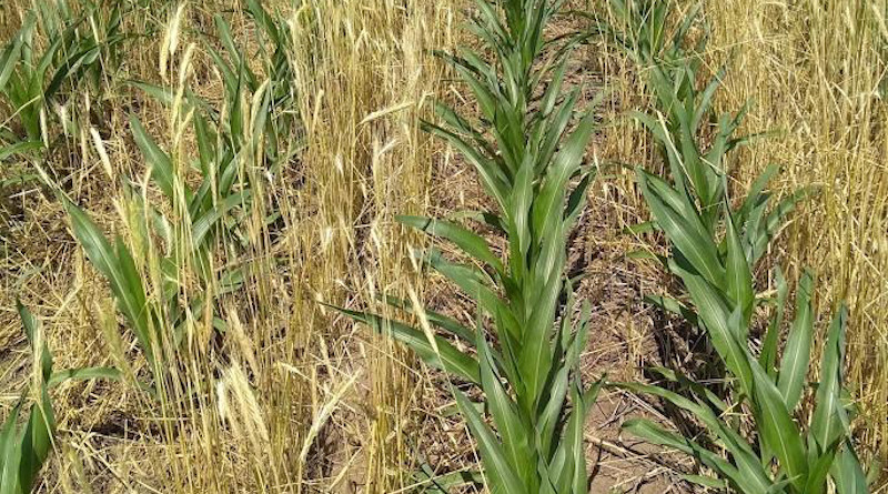 One example of evolving cover crop management is growing corn in cereal rye that was terminated after corn planting ("planting green"). Picture taken June 17, 2020 at the Eastern Nebraska Research and Extension Center near Mead, Nebraska. CREDIT: Katja Koehler-Cole