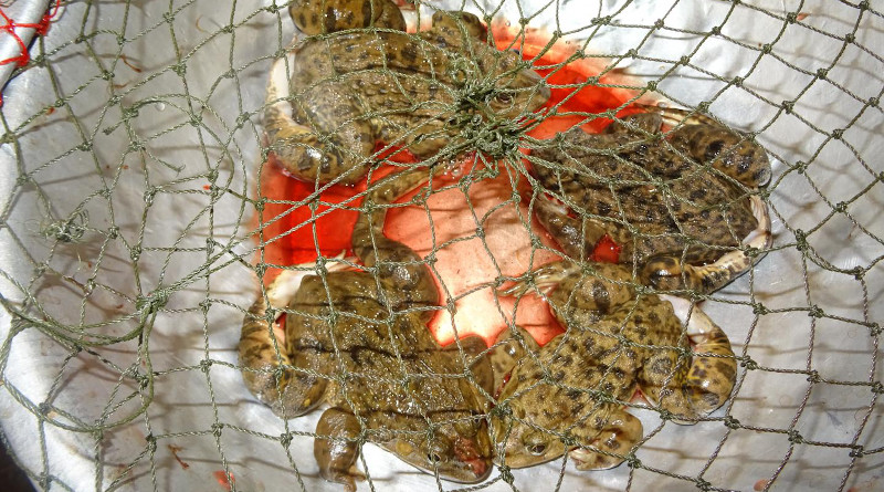 East Asian bullfrogs with broken legs at a market in Laos. CREDIT: Dr Thomas Ziegler