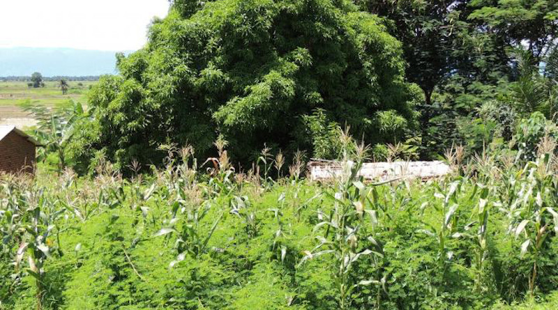 Mimosa diplotricha is already present in a number of countries in eastern and southern Africa and likely to expand its range, exacerbating biodiversity loss and further reducing crop yields and rangeland productivity. CREDIT: Arne Witt