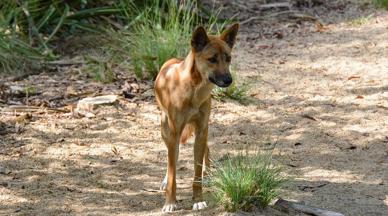 Dog Animal Wild Wildlife Australian Canine