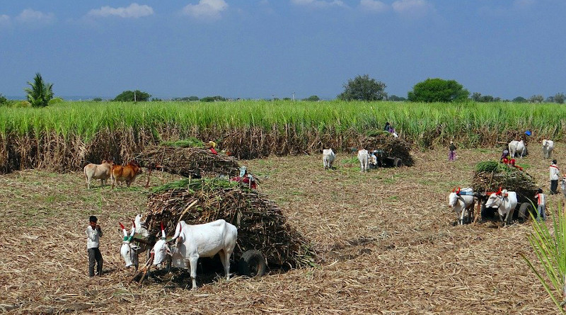 India Sugarcane Field Harvest Ox Cart Countryside Crop