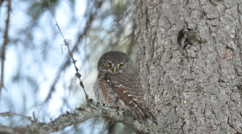 Pygmy owls are small predators. Photo: Erkki Korpimäki
