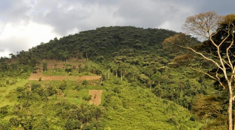 Land degradation at the edge of the Bwindi Impenetrable Forest National Park, Uganda CREDIT: Grégoire Dubois