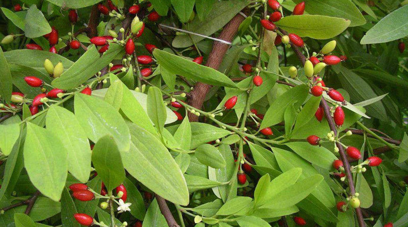 Example of a coca plant. Photo Credit: Dbotany, Wikipedia Commons