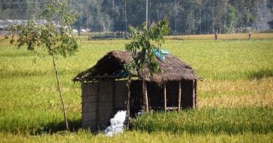 Groundwater fed irrigation of Boro rice during the dry season in the Ganges-Brahmaputra Basin. CREDIT: Mohammed Shamshudda/Richard Taylor