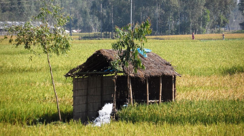 Groundwater fed irrigation of Boro rice during the dry season in the Ganges-Brahmaputra Basin. CREDIT: Mohammed Shamshudda/Richard Taylor