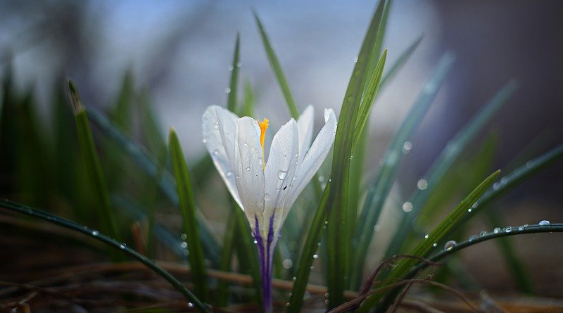 Nature Crocus Plant Outdoors Flower Leaves Garden