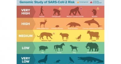 A new genomic study ranks the potential of the SARS-CoV-2 spike protein to bind to the ACE2 receptor site in 410 vertebrate animals. Old World primates and great apes, which have identical amino acids at the binding site as humans, are predicted to have a very high propensity for binding ACE2 and are likely susceptible to SARS-CoV-2 infection. CREDIT: Matt Verdolivo/UC Davis