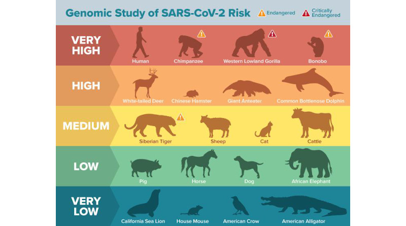 A new genomic study ranks the potential of the SARS-CoV-2 spike protein to bind to the ACE2 receptor site in 410 vertebrate animals. Old World primates and great apes, which have identical amino acids at the binding site as humans, are predicted to have a very high propensity for binding ACE2 and are likely susceptible to SARS-CoV-2 infection. CREDIT: Matt Verdolivo/UC Davis