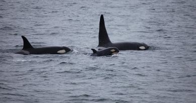 Killer Whales Orcas Pod Breaching Ocean Mammal