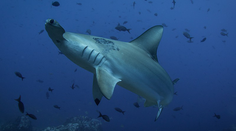 hammerhead shark