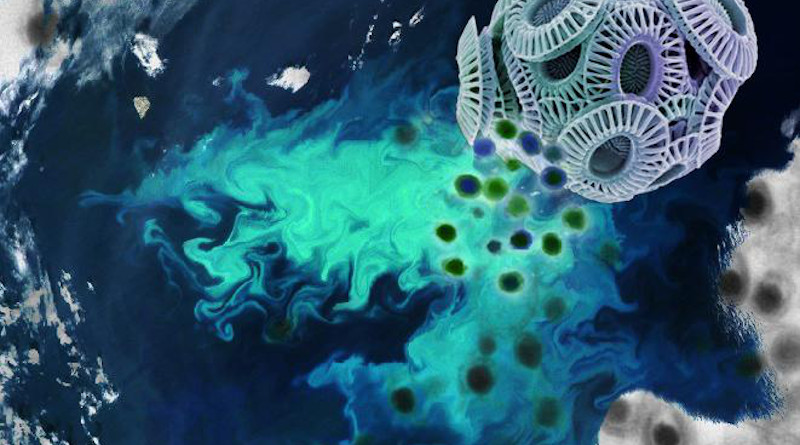 This image depicts viral infection of an Emiliania huxleyi cell superimposed on a satellite image of an E. huxleyi bloom in the Barents Sea. CREDIT MODIS, NASA; Steve Gschmeissner, Photo Researchers Inc.; Kay Bidle & Christien Laber, Rutgers University