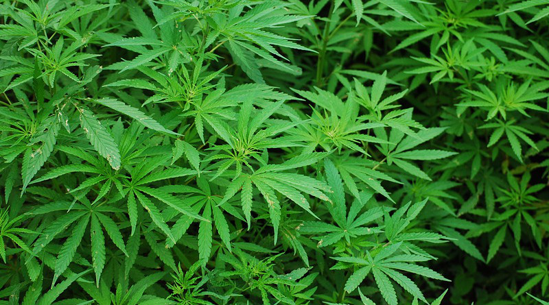 Cannabis Marijuana Lush Plants Nature