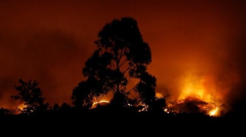 Wildfire in Indonesia. Photo Credit: Tasnim News Agency