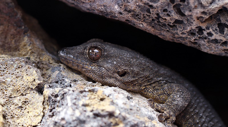Lizard Rocks Eye Closeup Macro Tourism Gad
