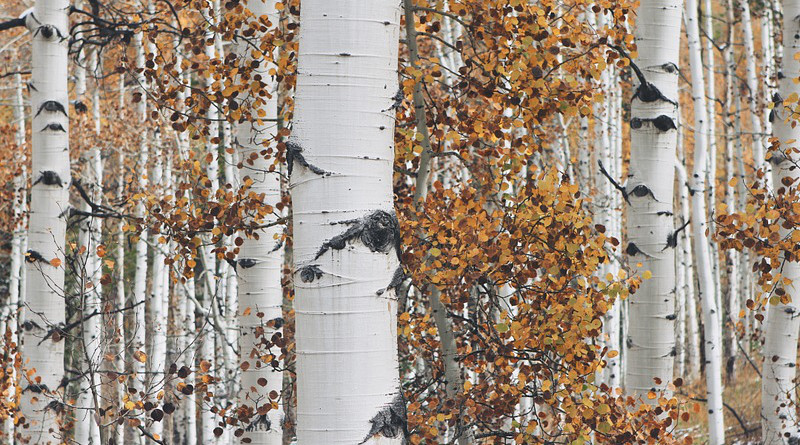 Aspen Tree Forest Nature Autumn Fall Leaf Season