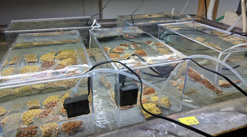 Part of an experimental setup (heat plus AU from 50m depth) in a wet lab at the Bermuda Institute of Ocean Sciences (BIOS). The cold, deep water is supplied once a day through the silicone tubing. It is allowed to mix with the ambient water in each tank before overflowing onto the concrete table and draining out. CREDIT: Yvonne Sawall