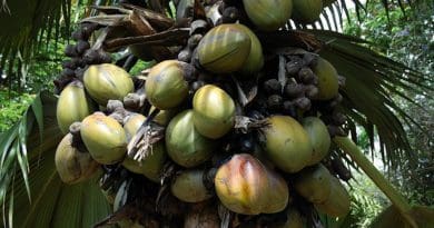 The coco de mer, otherwise known as Lodoicea, is the world's largest nut and endemic to Seychelles. (Gerard Larose, Seychelles Tourism Board)