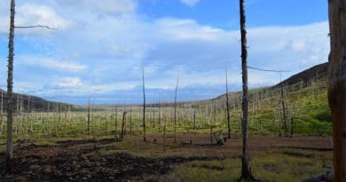 Widescale pollution has caused devastating forest decline east of Norilsk, Russia. CREDIT: Dr Alexander Kirdyanov