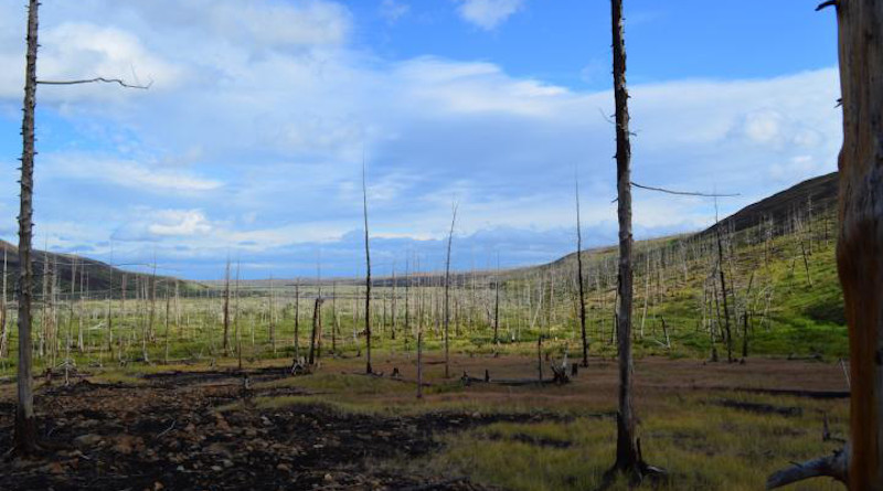 Widescale pollution has caused devastating forest decline east of Norilsk, Russia. CREDIT: Dr Alexander Kirdyanov